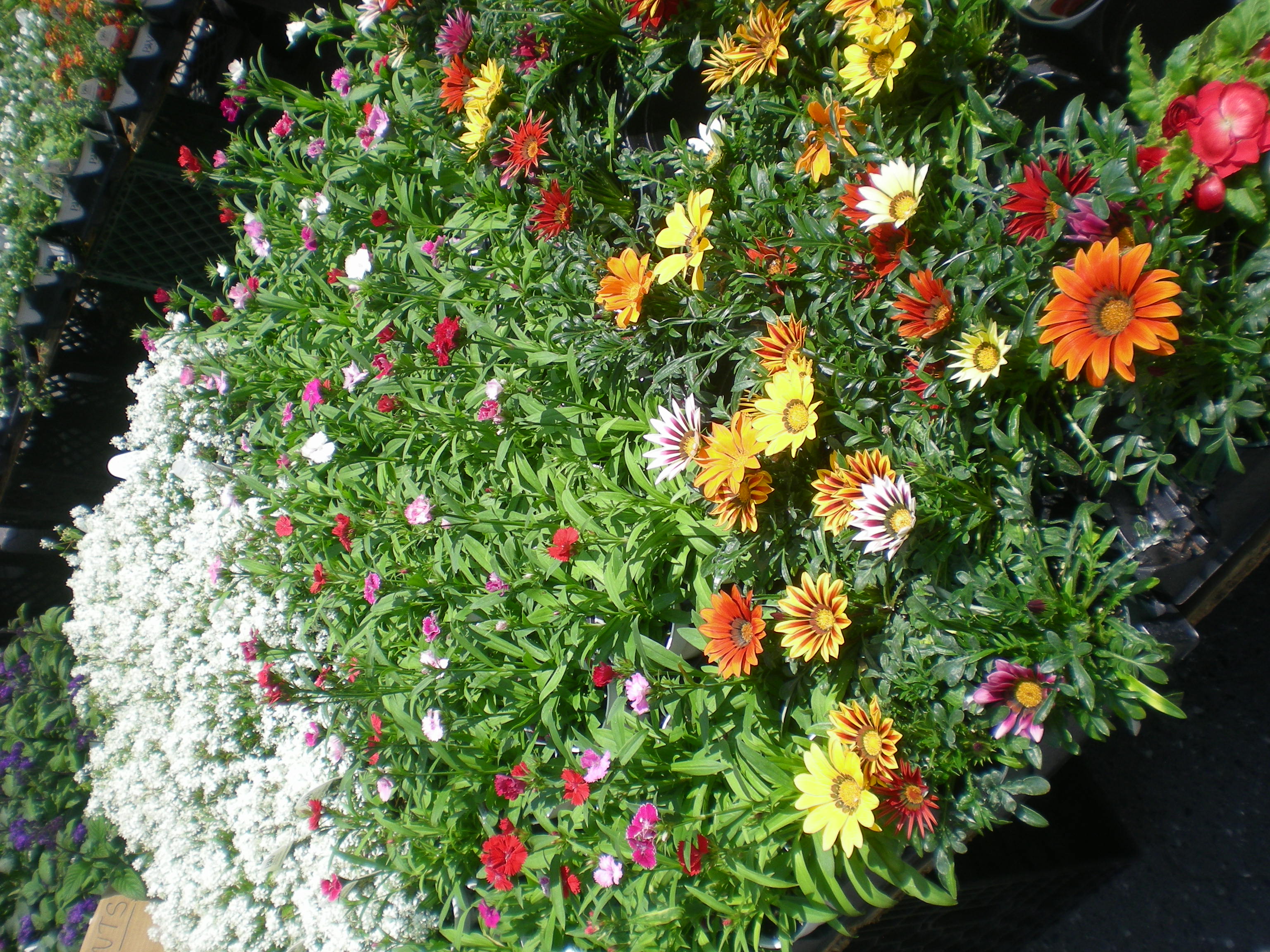 colourfulflowersatamarket